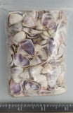 Purple/white Coquina Clams