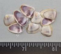 Purple/white Coquina Clams