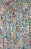 Rainbow (Paua) Abalone