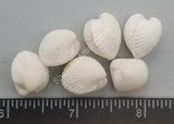 Round White Arc Shell Pairs- Smallest