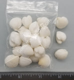 Round White Arc Shell Pairs- Smallest