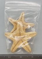 Sea Stars