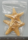 Sea Stars