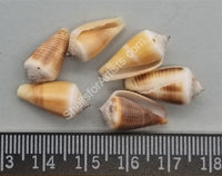 Small Cone Shells - Clearance