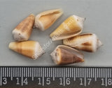Small Cone Shells - Clearance