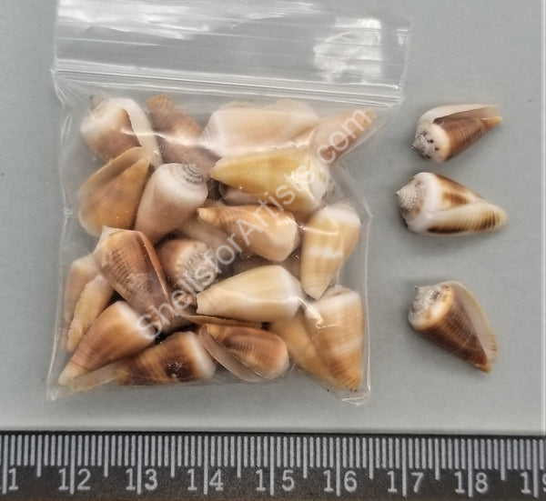 Small Cone Shells - Clearance