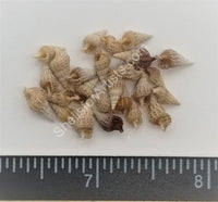 Small Gray Ceriths