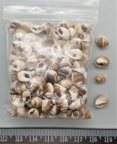 20 Pieces Natural Nassariidae Shells Small Sea Shells for Crafting
