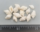 Tiny Pure White Dove Shells