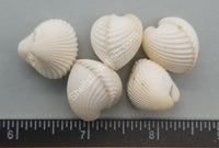 Small Round White Arc Shell Pairs