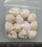 Small Round White Arc Shell Pairs