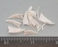 Small Sea Urchin Mouth Parts