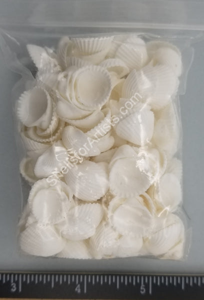 Ark Shell Product Ark Shells – Shells for Artists