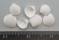 Small White Round Arc Shell- Singles