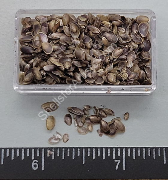 Smaller Micro Mussel Shells- Limited Vintage Stock