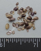 Smaller Micro Mussel Shells- Limited Vintage Stock