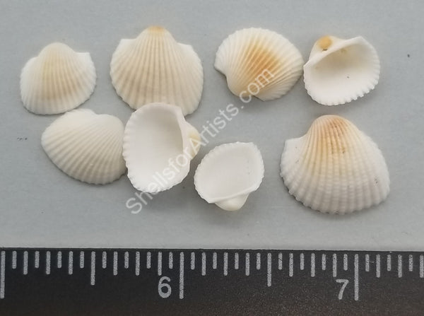 Smallest Shell Smallest “Rose” Ark Shell Singles - 10mm to 15mm - 3
