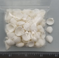 Smallest Round White Arc Shell Single Valves