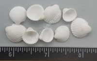 Smallest Round White Arc Shell Single Valves