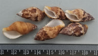 Snail Shells - Clearance
