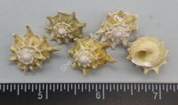 Star Shells
