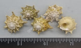 Star Shells