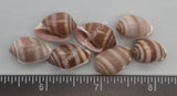 Striped Cat Ear Snails