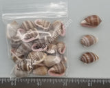 Striped Cat Ear Snails