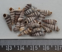 Striped Horn Shells
