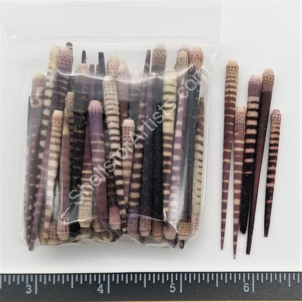 Striped Sea Urchin Spines
