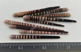 Striped Sea Urchin Spines