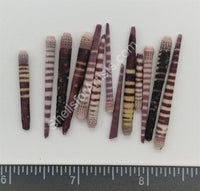 Striped Sea Urchin Spines