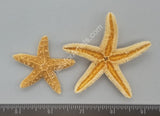 Sugar Sea Stars