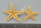 Sugar Sea Stars