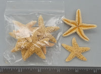 Sugar Sea Stars