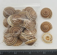 Sundial Shells
