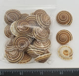 Sundial Shells