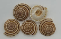 Sundial Shells