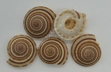 Sundial Shells