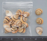 Tectarius Periwinkles - 14Mm To 18Mm