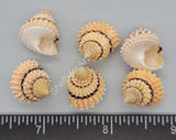 Tectarius Periwinkles - 14Mm To 18Mm