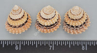 Tectarius Periwinkles - 20Mm To 24Mm