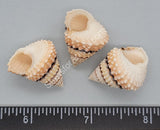 Tectarius Periwinkles - 20Mm To 24Mm