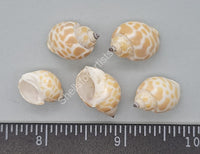 Tiny Babylonia Whelks