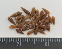 Tiny Brown Auger Shells