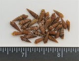 Tiny Brown Auger Shells