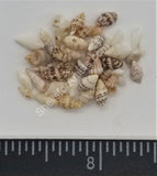 Tiny Mixed Shells From East Africa