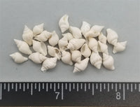 Tiny Pure White Dove Shells