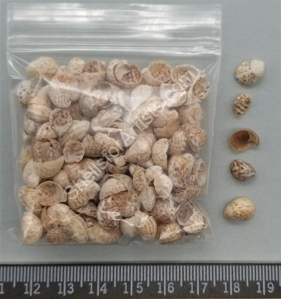 Tiny Round Slipper Shells