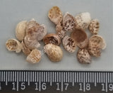 Tiny Round Slipper Shells